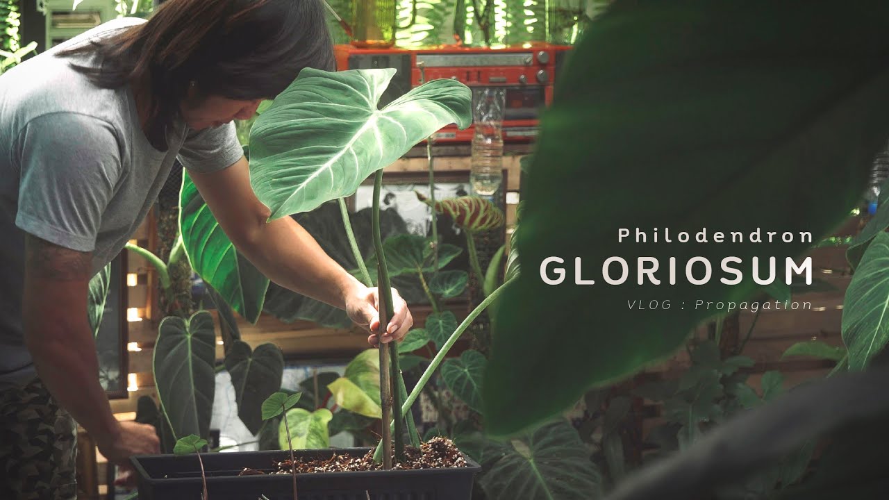 Philodendron Gloriosum Propagation : ขยายพันธุ์ฟิโลเดนดรอน กลอริโอซั่ม : Vlog plant propagation