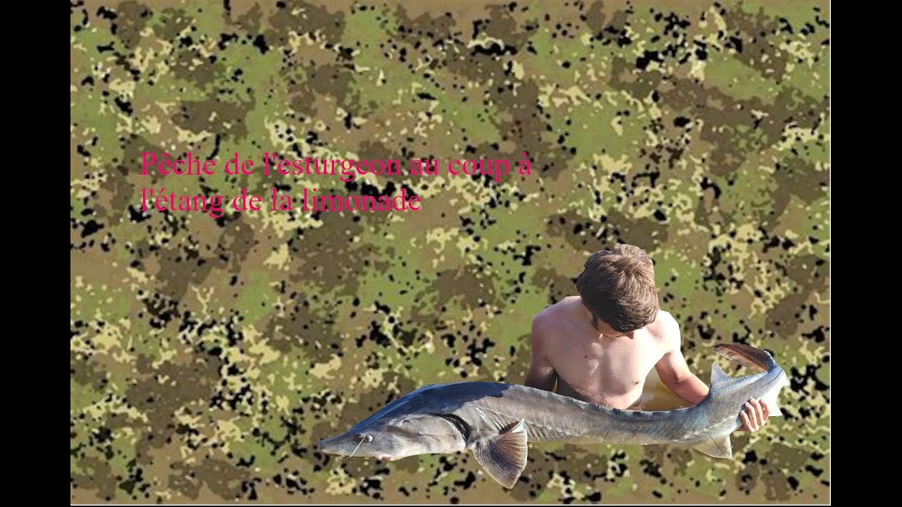 Pêche aux esturgeons à la canne au coup