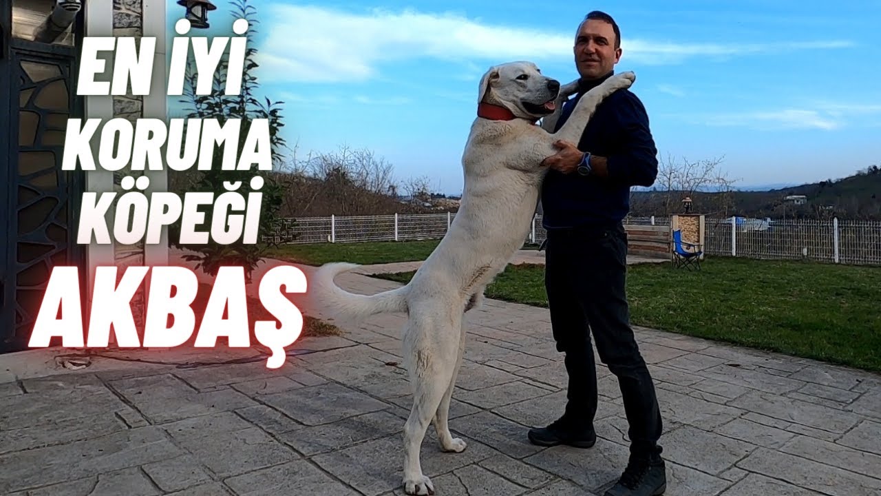 En İyi Bahçe Koruma Köpeği | Beyaz Arslan | Akbaş | İnceleme
