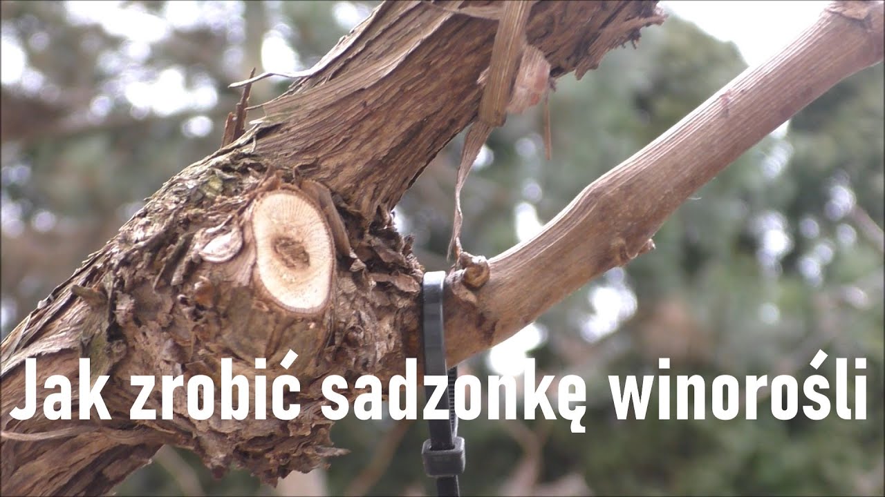 Wiosenne rozmnażanie winorośli