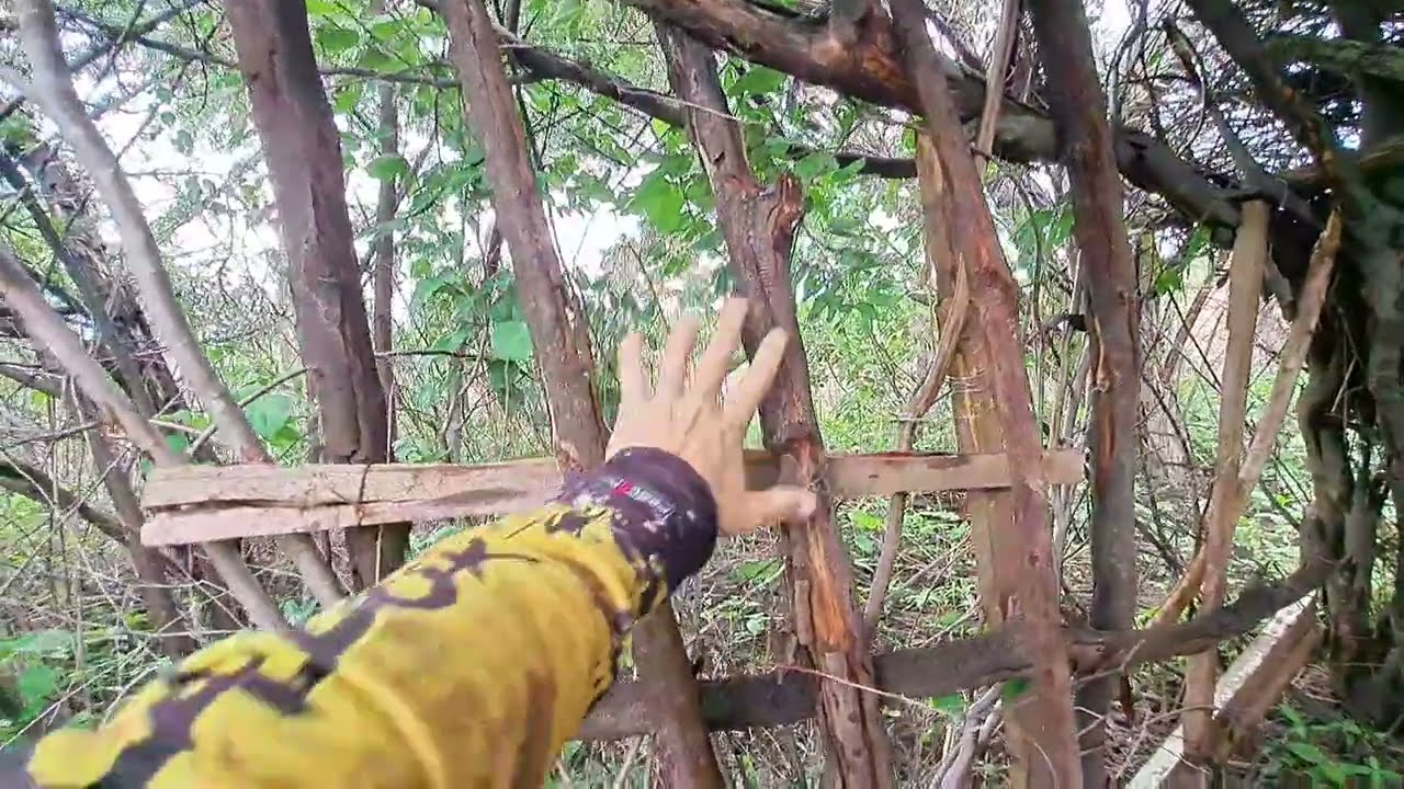 VELHA TÓCAIA NA CEVA DAS ASA BRANCA ESTA DE VOLTA 