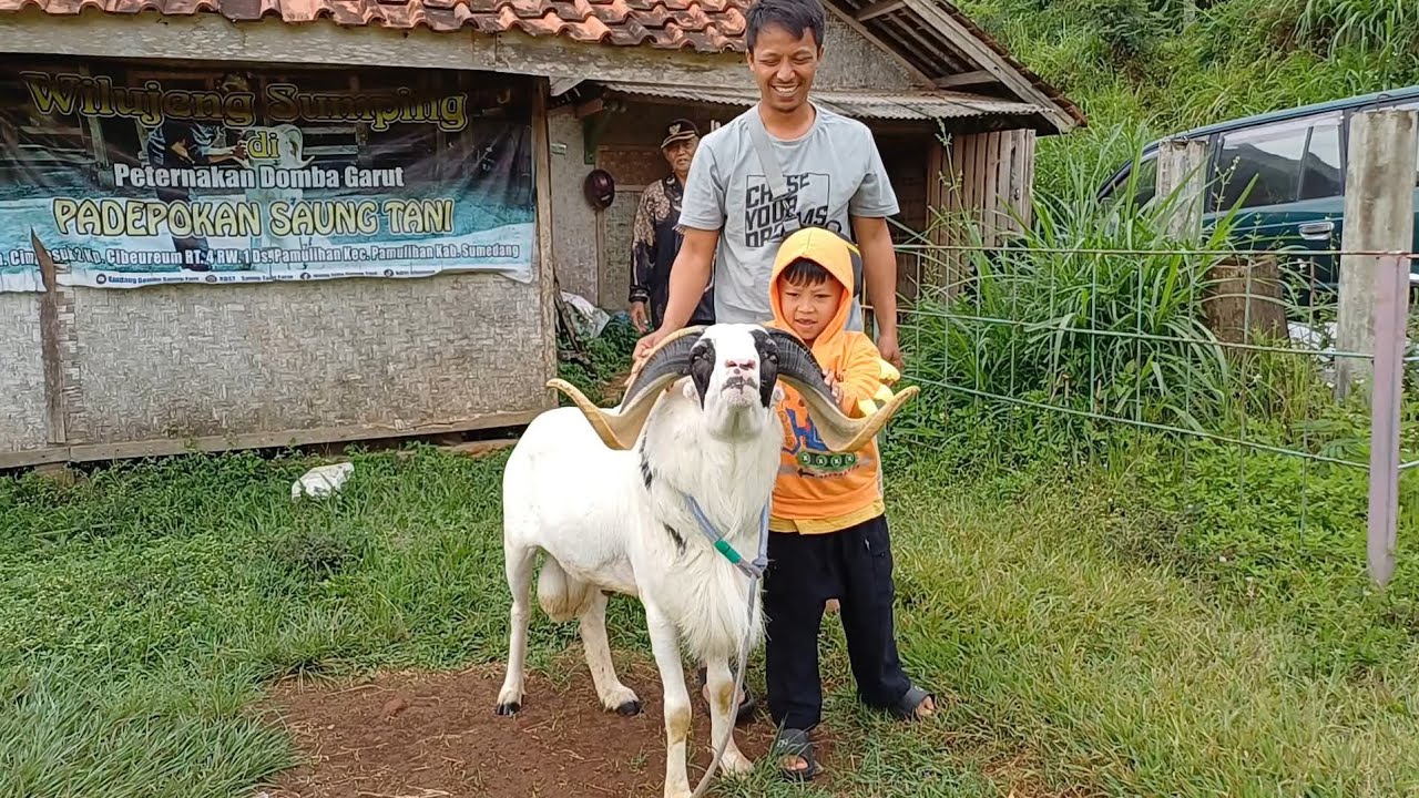 SEPASANG PAKET BREEDING DOGAR KE CIMANGGUNG SUMEDANG