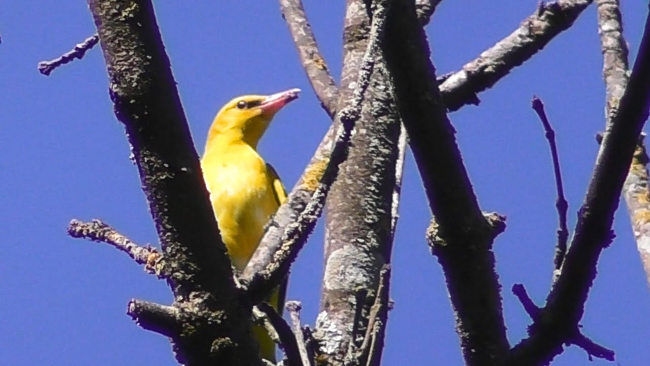 Pirol, das Goldstück der Vogelwelt  -  Oriole - the gold nugget of the birds