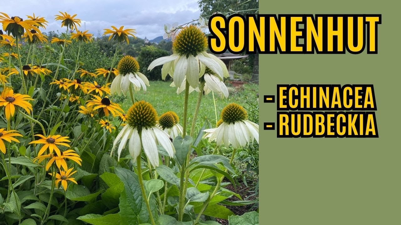 Sonnenhut Echinacea / Rudbeckia Pflegen - Schneiden und Vermehren