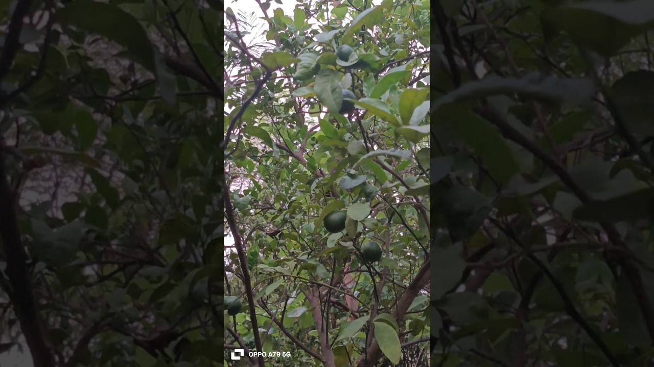 Nibu नींबू#fruit#ytshort#recipe#nibu#short#cooking#trend#trending#villagelife#viralshort