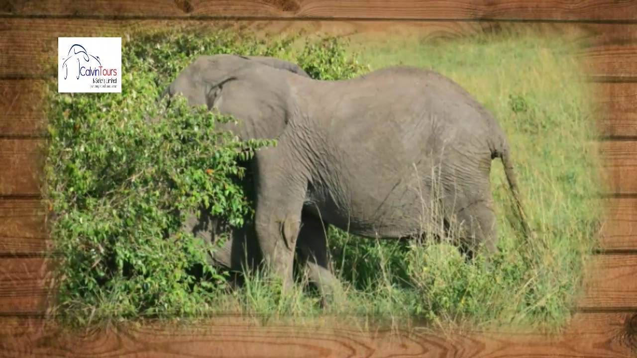 TOURING MAASAI MARA-WITH CALVIN TOURS AND SAFARIS
