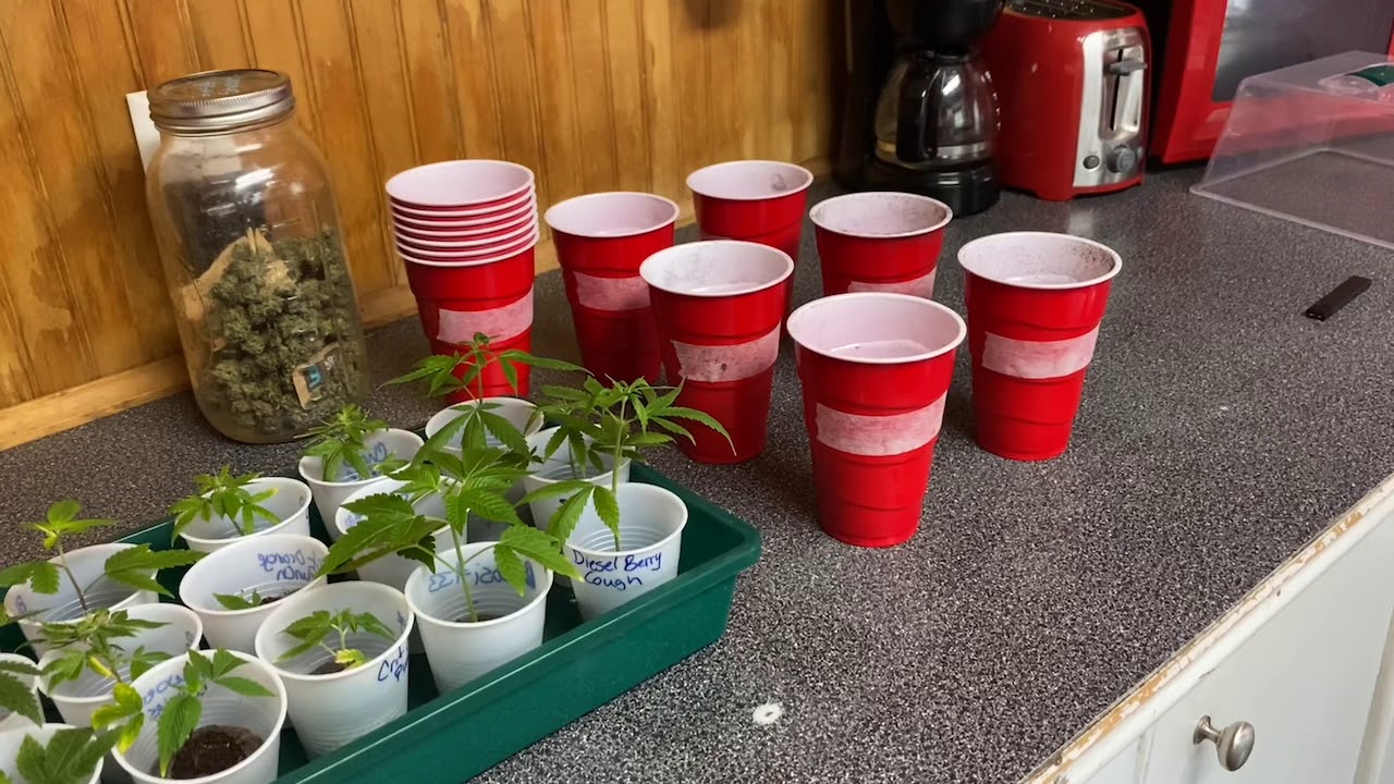Cloning and transplanting