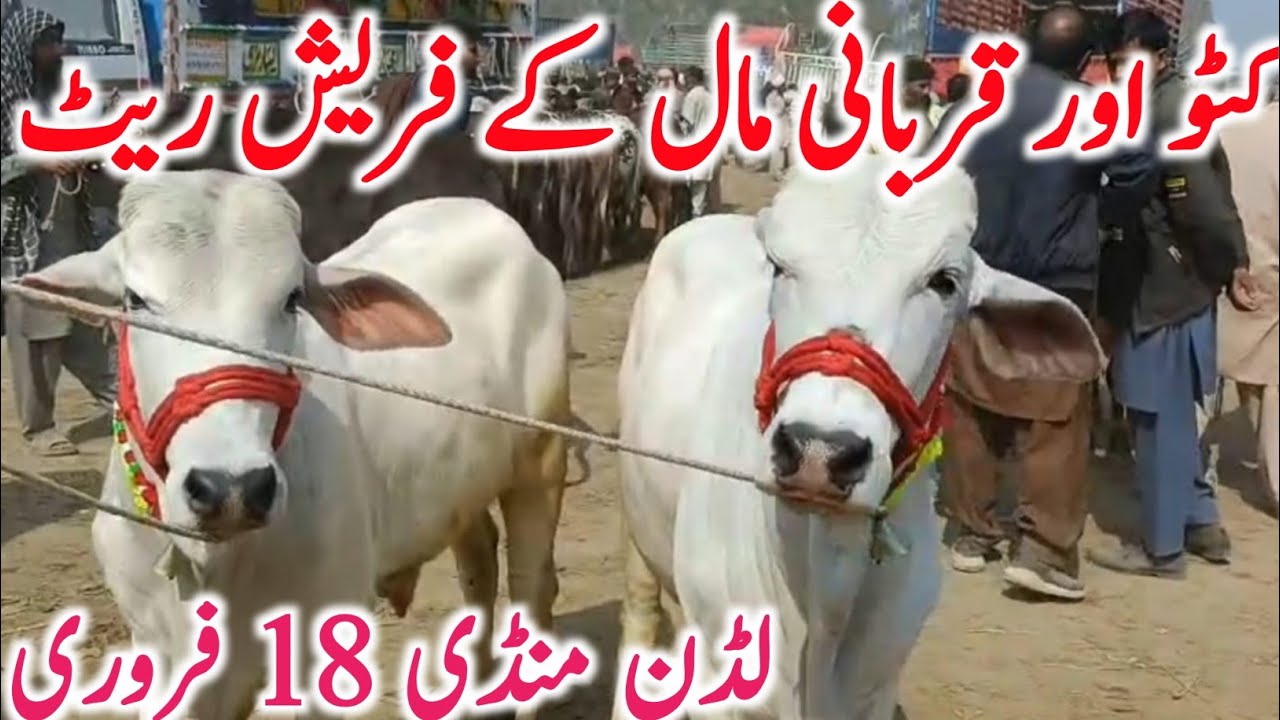 Today Luddan Cow Mandi | Sahiwal & Cholistani Bachre & Cows | Global Village Farming 2026