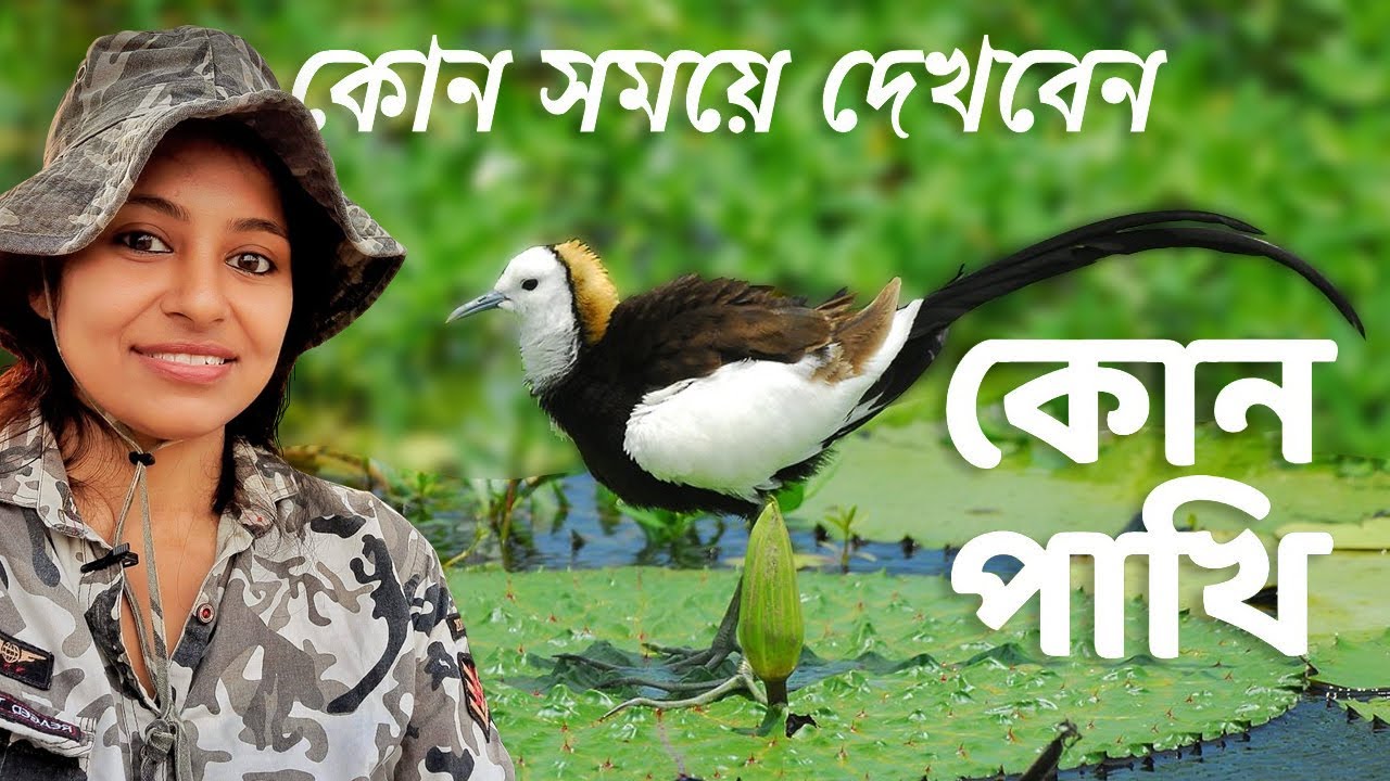 Birds in Different Season | How to Watch Birds | Birdwatching | Migratory Birds |