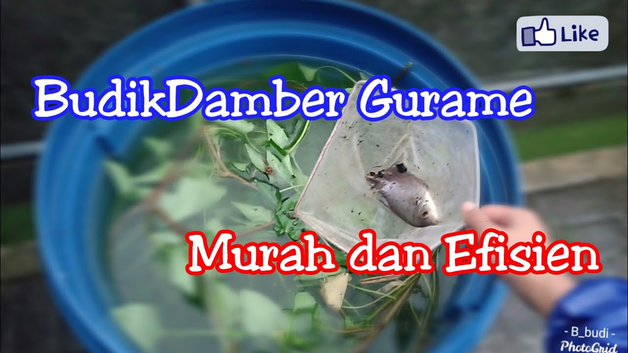 Budikdamber Gurame Lahan Sempit