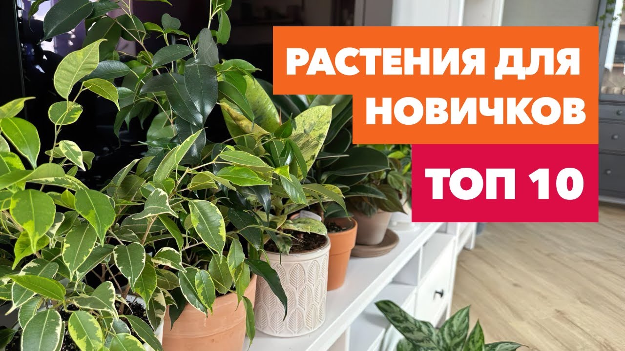 ТОП 10 растений для начинающих &raquo; Простые в уходе комнатные цветы