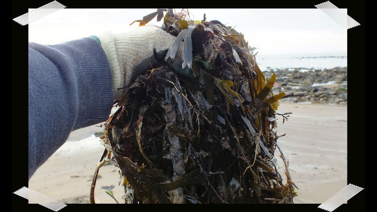 Seaweed fertilizer how to Compost Seaweed,  start to finish. Collect, mix, chop, compost.