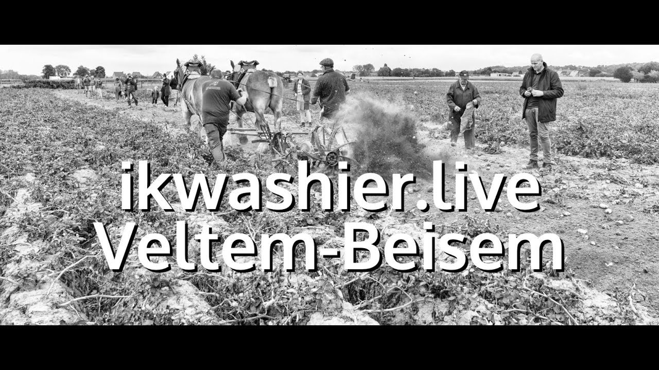 Belgische trekpaarden rooien aardappelen - ikwashier.live in Veltem-Beisem met Den Brabander
