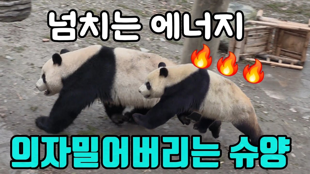 26.3.5 오전2 푸바오실시간 넘치는 에너지에 의자밀어버리는 수양~푸야의 종횡무진 방사장 누비기😃♥️ #푸바오 #푸바오실시간 #푸바오근황
