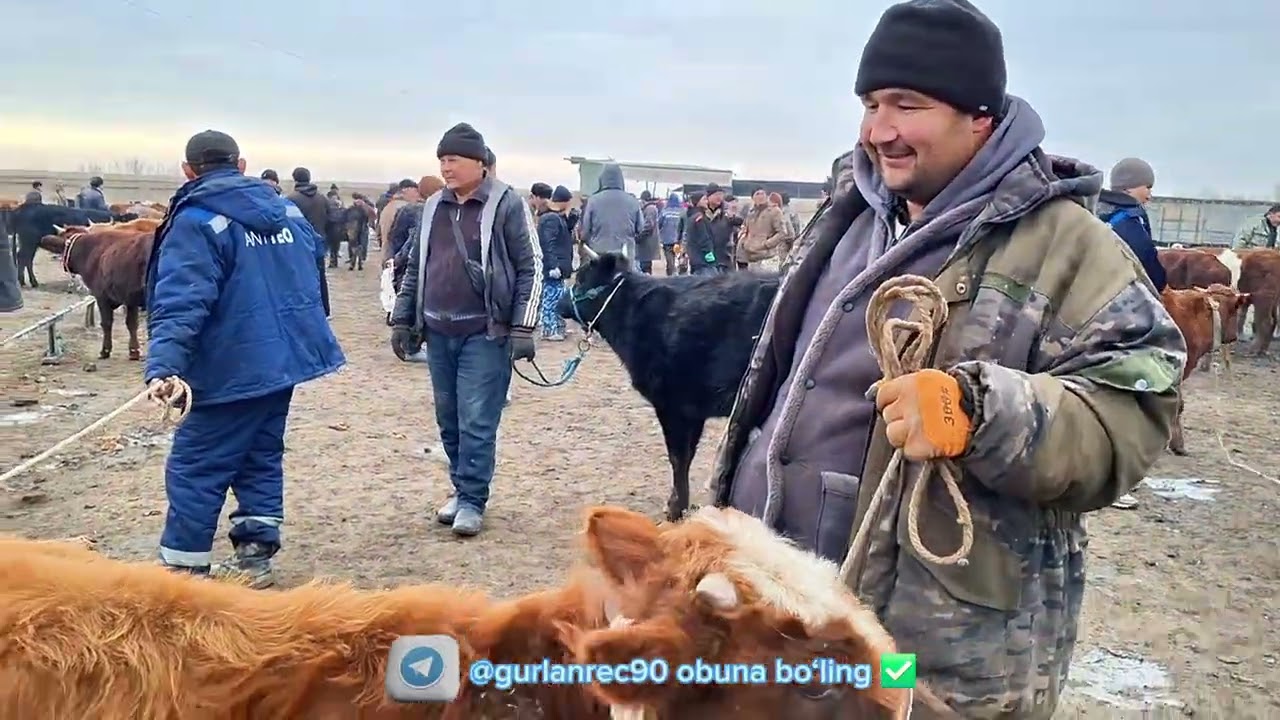ГУРЛАН 22-ЯНВАР ҒЎНАЖИНЛАР НАРХЛАРИ 