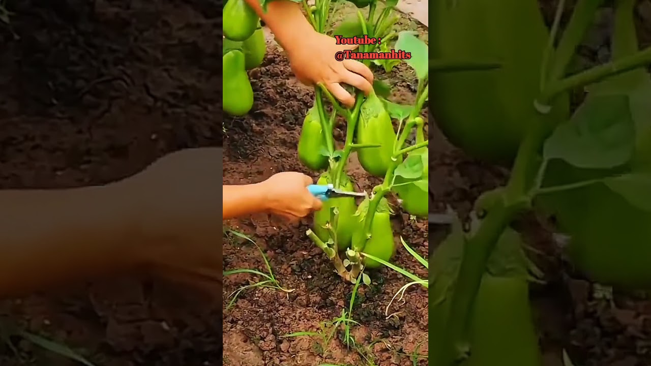 Cara unik petani di Cina dalam memanen hasil kebunnya #shorts #shortvideo
