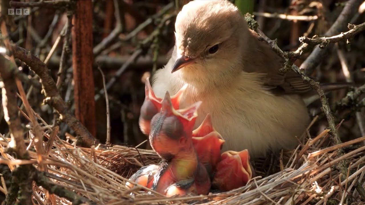 Compilation of the Garden Warbler nest at Longshaw Estate, Peak District | Springwatch 2025