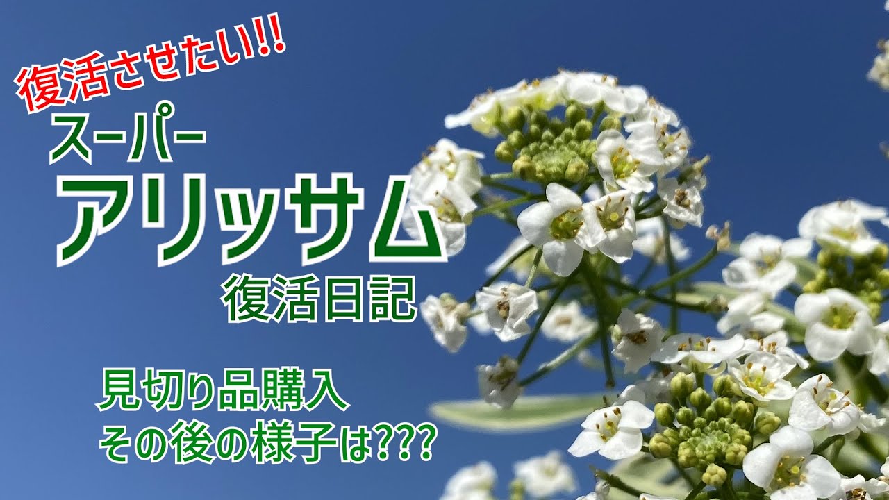 ◆スーパーアリッサム復活日記◆1月に買った見切り品…その後いったいどうなったのか❓❓❓