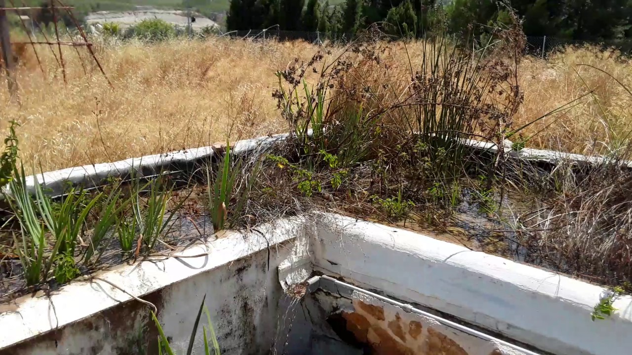 Alberca con biofiltro de hidrofitas autóctonas con lecho de volcánicas  (parte 2)