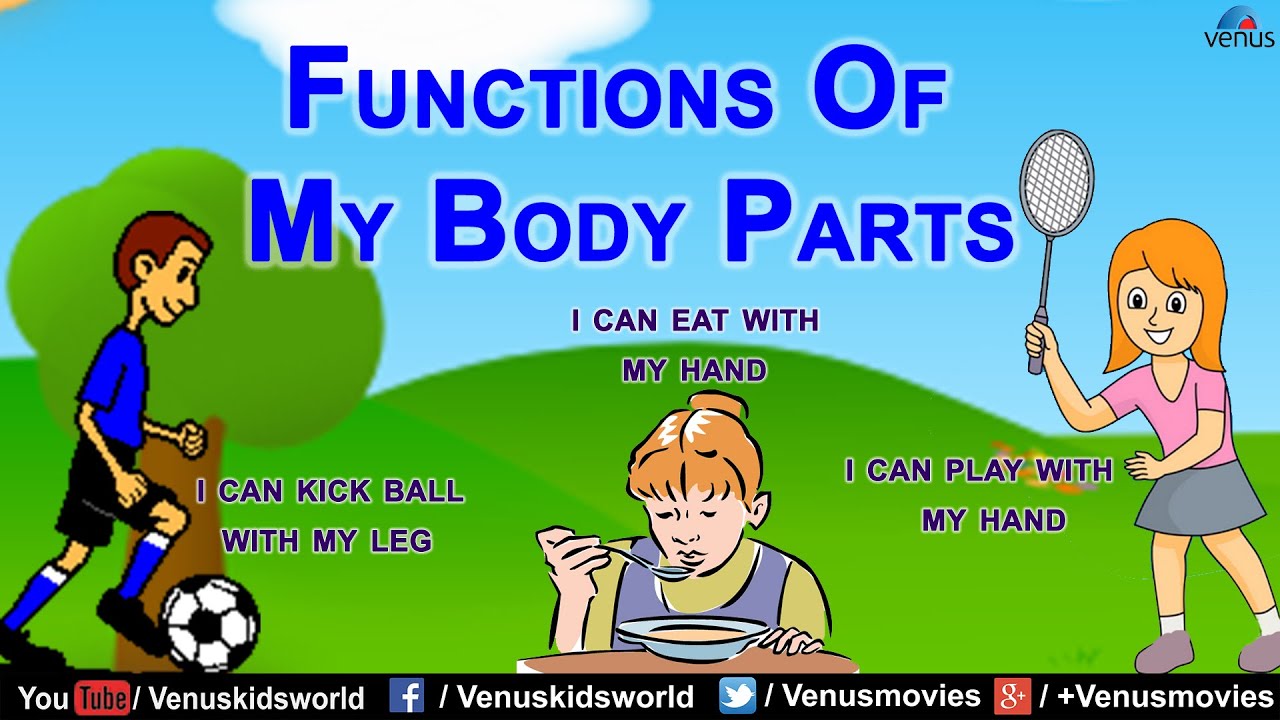 Functions Of My Body Parts