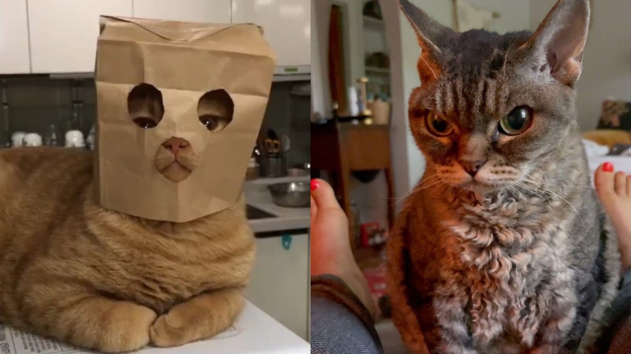 🤪🐱 Вы не поверите этим кошкам: уморительные неудачи, которые заставят вас смеяться! 🤪🐱