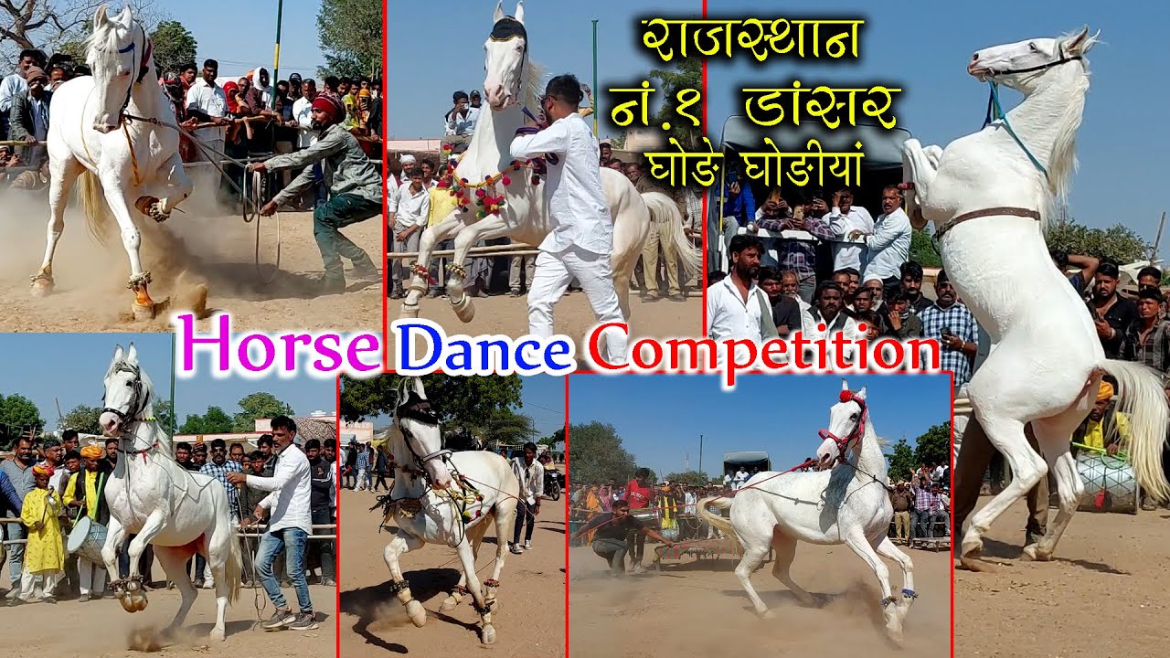राजस्थान डांसर सुपरस्टार घोड़े घोड़ियों में छिड़ा डांस कॉम्पिटिशन Horse Dance Nagaur Pashu Mela