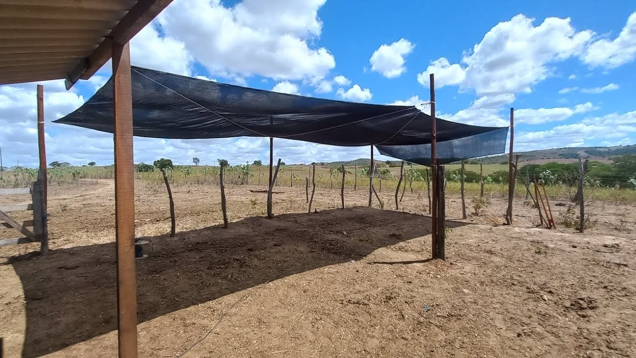 INSTALANDO SOMBRITE 80% #nordeste #fazenda #gado #vidanaro&ccedil;a #agro