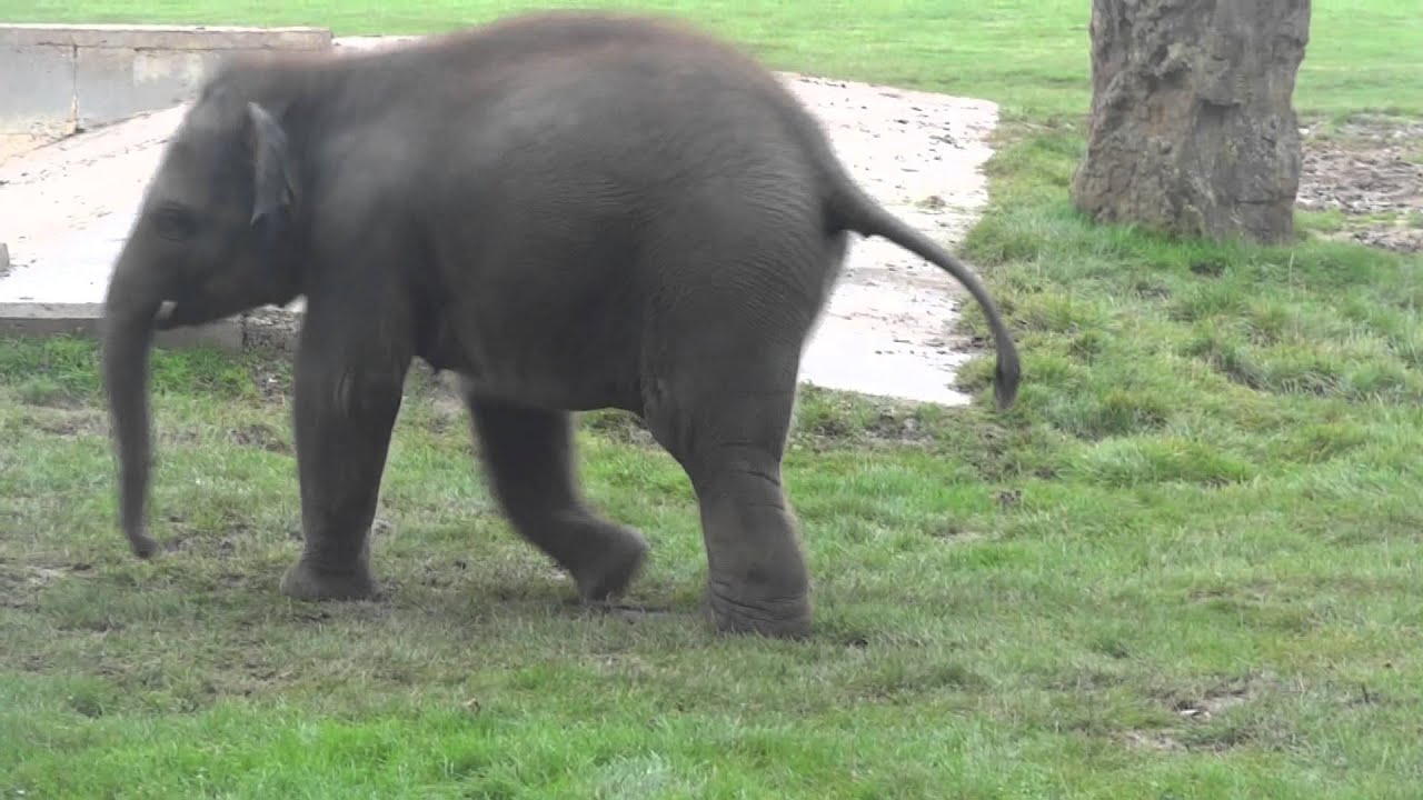 Elefantastic Weekend @ Whipsnade Zoo (Part 7)