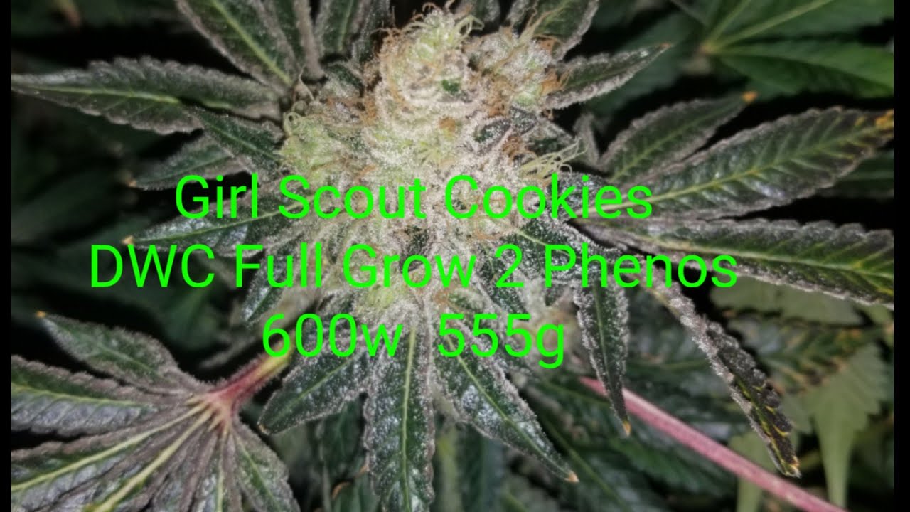 Girl Scout Cookies DWC Full Cycle 2 Phenos 600w hps 555g (& Supercropping pt2)