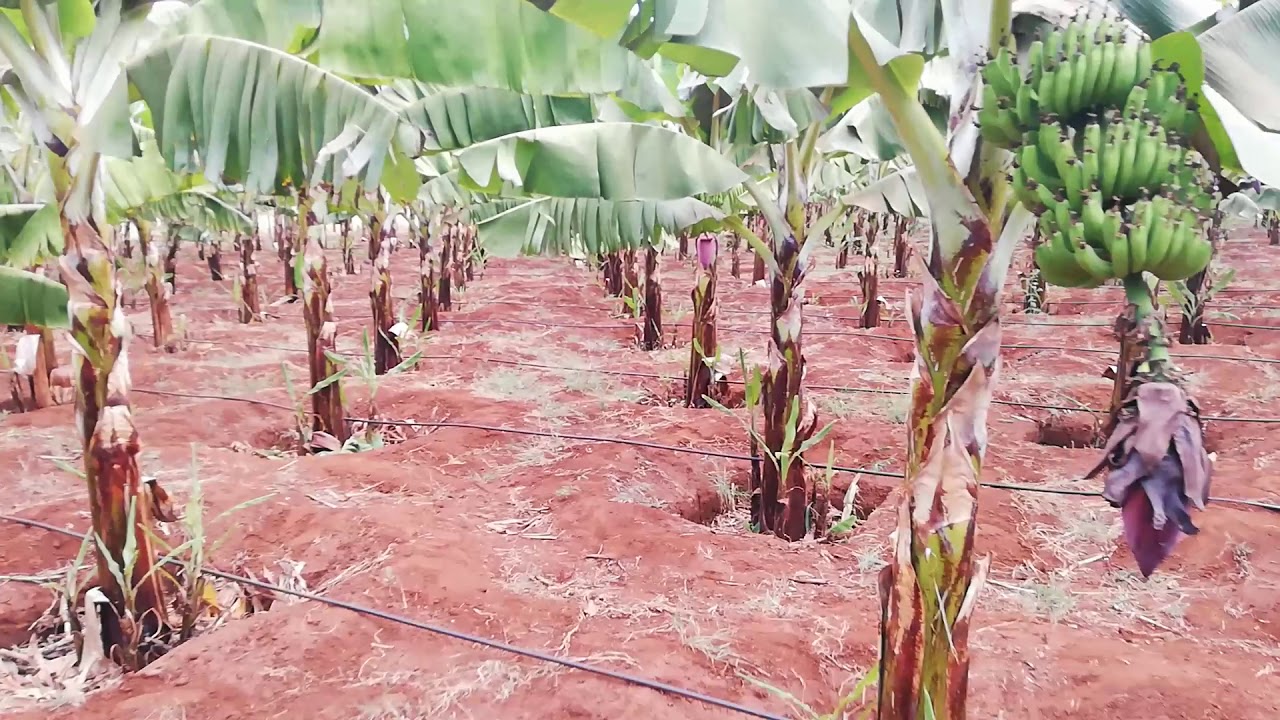 Bananas under drip irrigation system