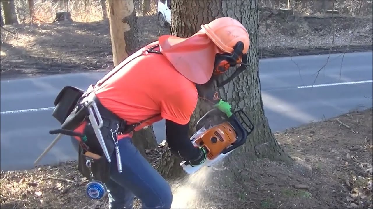 Kácení u silnice,467-2022, Stihl 661,462,Husqvarna562,Road felling, 467-2022, Stihl 661,462,Husq 562