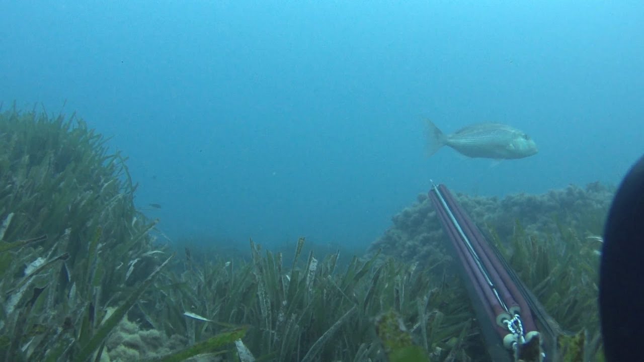 pesca submarina en almeria dentones 2020