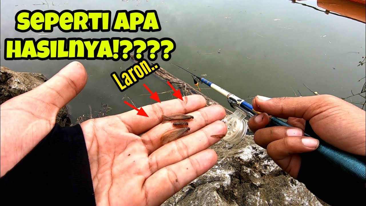 TES UMPAN LARON SEPERTI APA HASILNYA ⁉️ mancing ikan red devil di waduk lahor