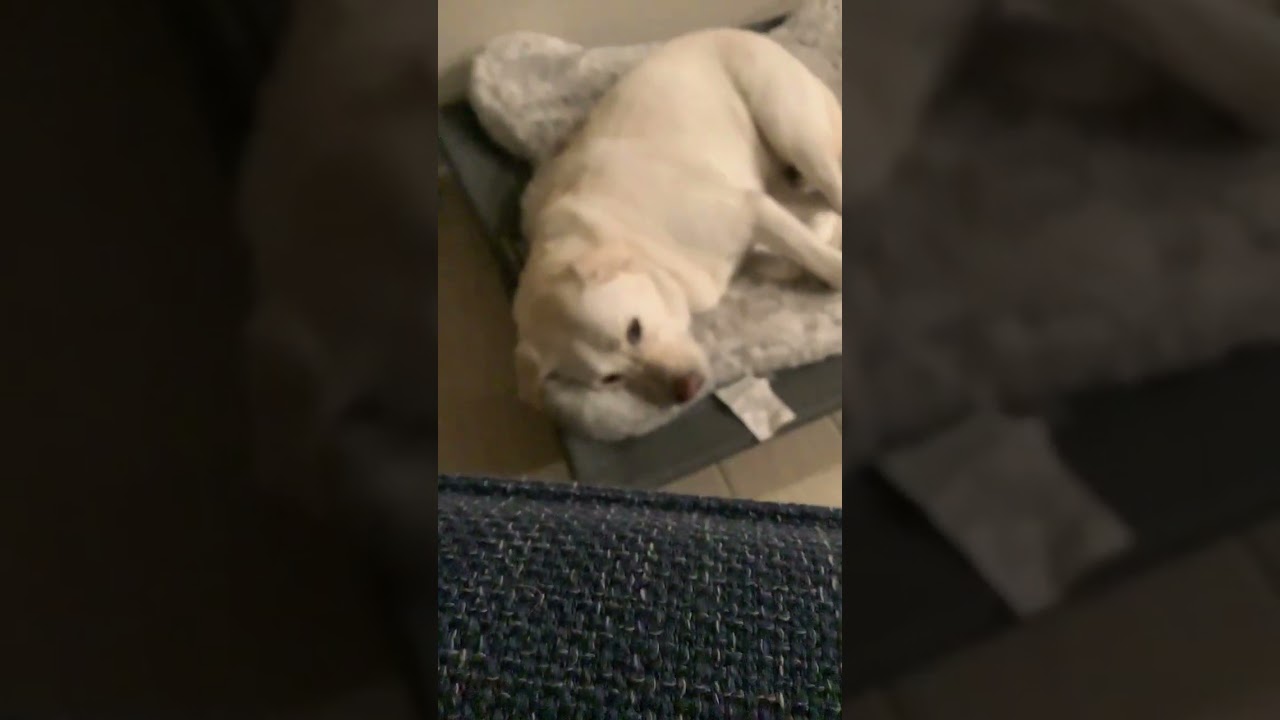 Chloe, the fat lab