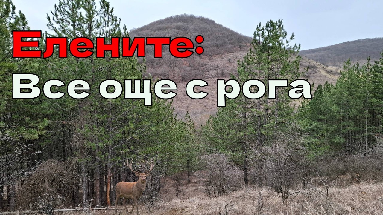 Елените - 10.02.2026 - Все още с рога