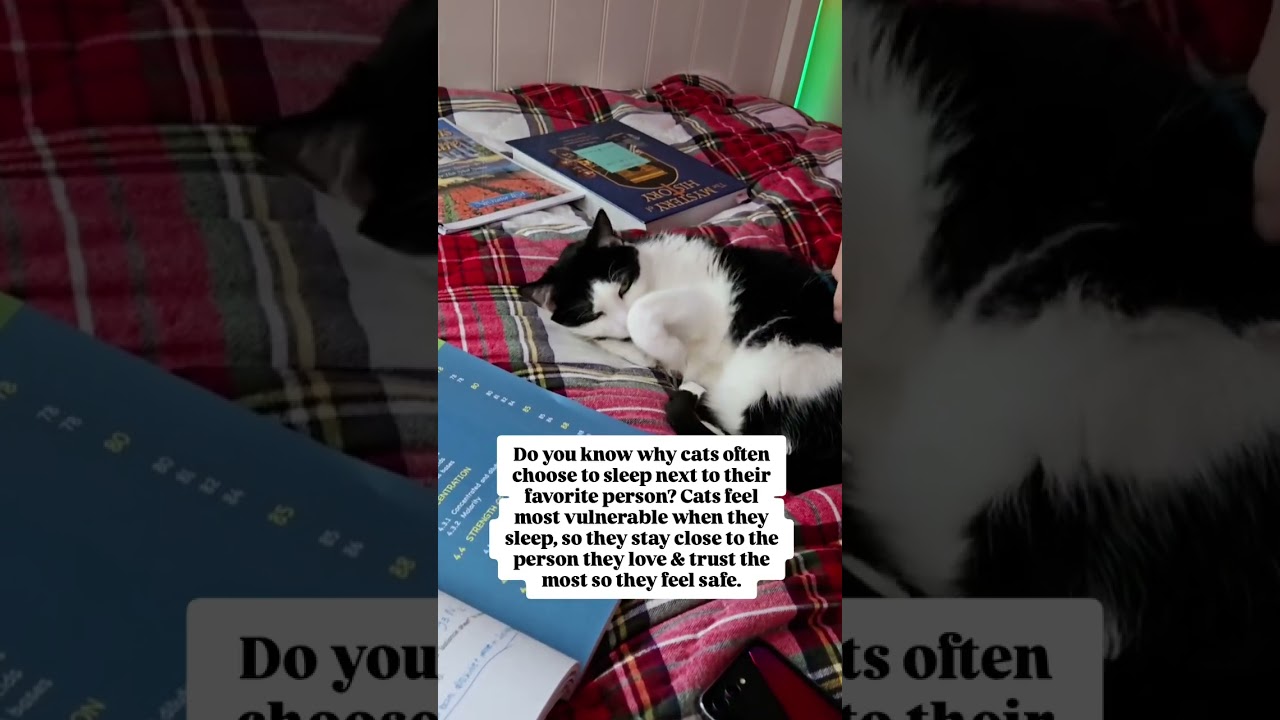 Does your kitty sleep next to you? #sleepingcat #catfacts #cateducation #shorts