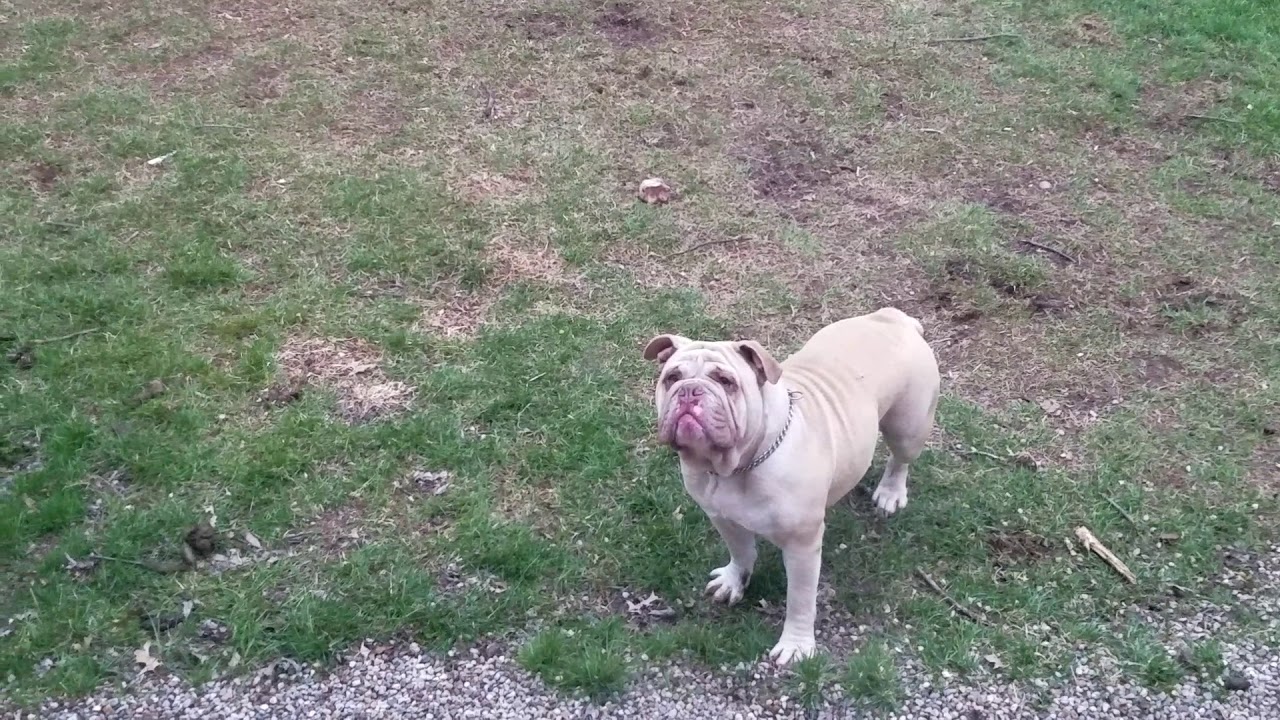 Rarest dogs in America 