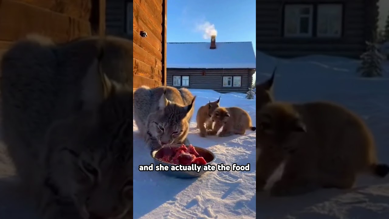I Saved A Lynx From A Blizzard, Then She Did THIS 😱❤️#wholesome #animals #lovestory