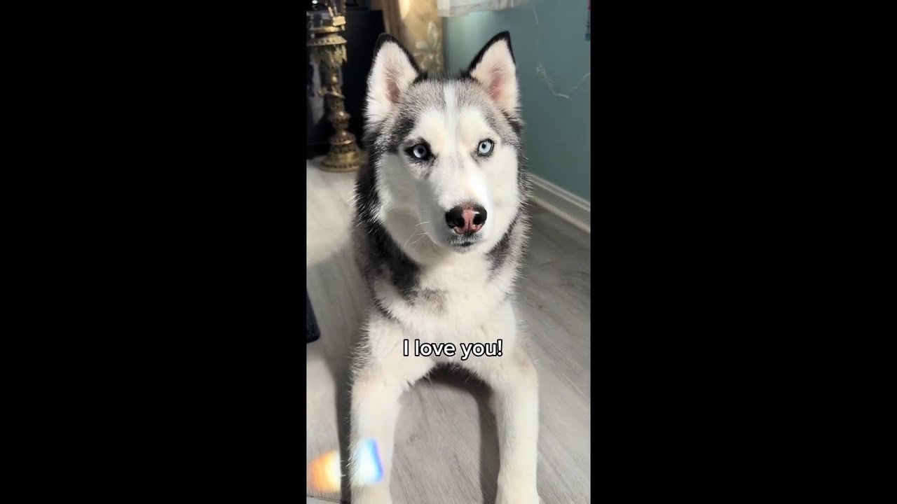 Huskies Having Husky Moments 🤣 P13