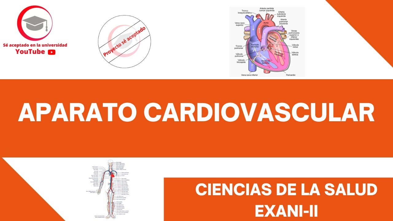 APARATO CARDIOVASCULAR (ESTRUCTURA Y FUNCIONES BÁSICAS) | CIENCIAS DE LA SALUD | EXANI-II 2024