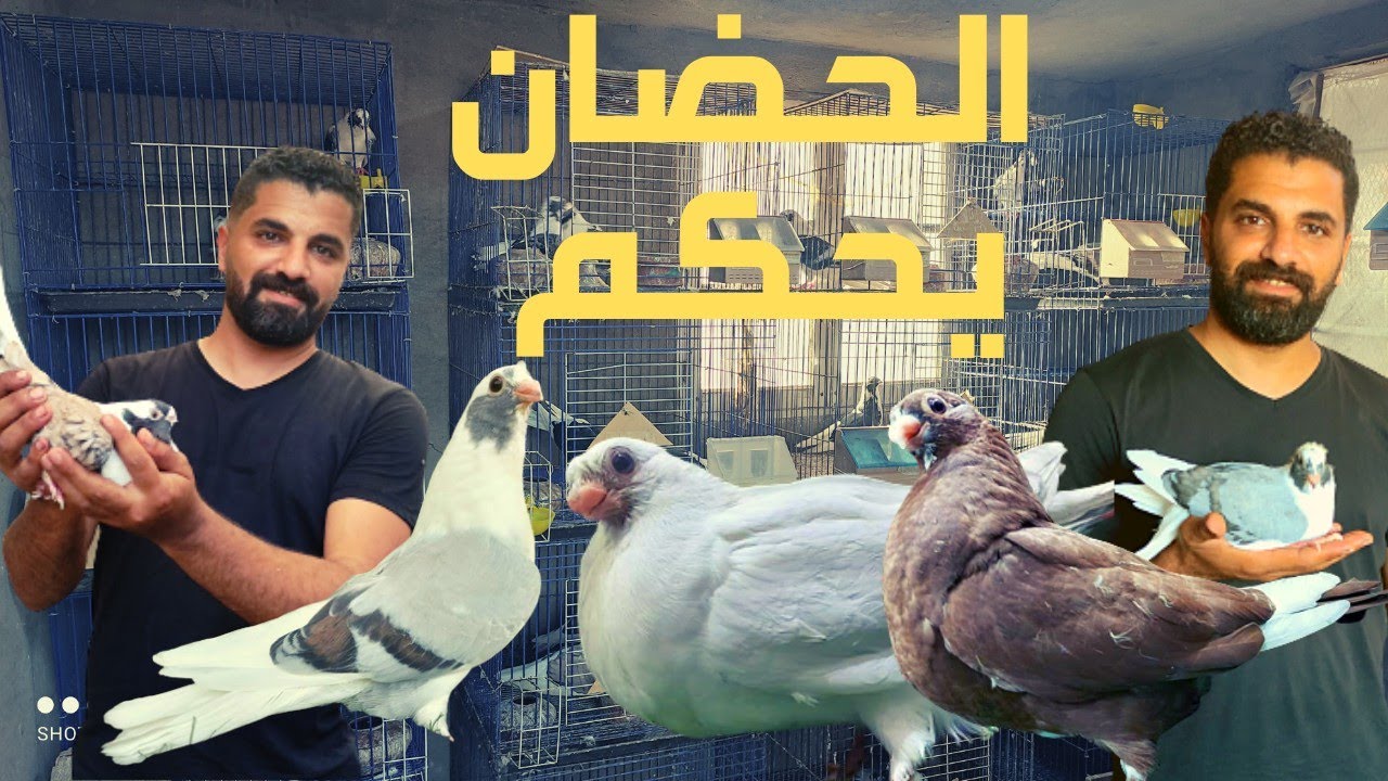 الحمام الحضانه اهم مميزاته ازاي تعمل حمام حضان جامد يسد معاك في اي زغاليل