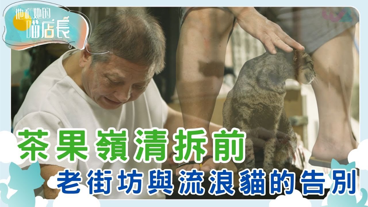 茶果嶺流浪貓之村｜他和她的喵店長｜炎明熹｜貓｜TVB | Gigi