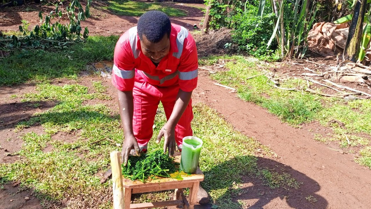 Give Moringa leaves to your chickens and see the Benefits. @aimagriculture6171