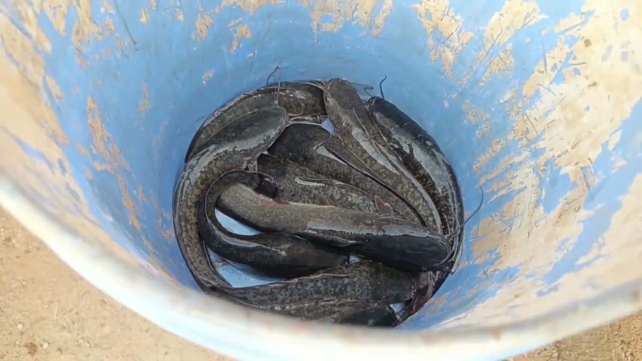 Catfish sampling random measurement
