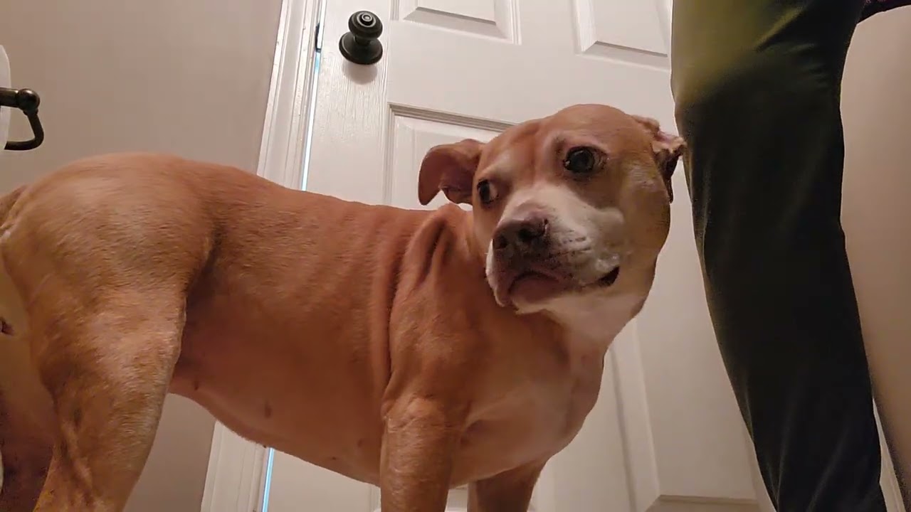 Importance of washing dogs' feet after walking