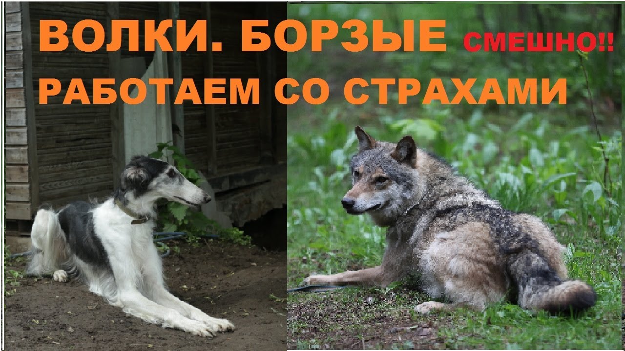 Волк и борзая - работа со страхами