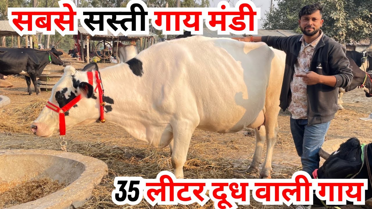 35 लीटर दूध वाली गाय 🐄 सबसे सस्ता मंडी बिहार मैं।मानसी मंडी बिहार 
