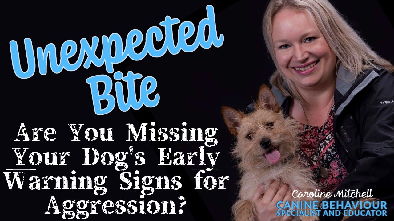 Unexpected Bite: Are You Missing Your Dog's Early Warning Signs for Aggression?