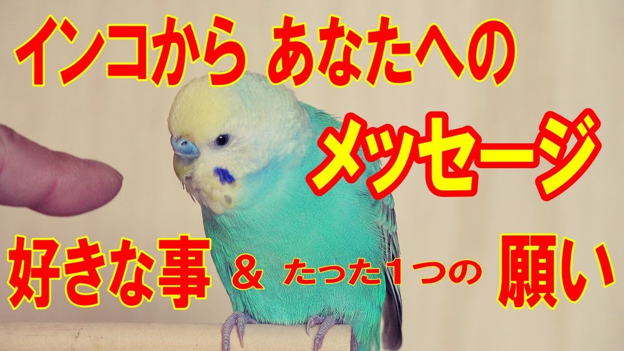 【セキセイインコ】インコがどうしても飼い主さんに伝えたい !!　好きなこと ＆ たった一つの願い