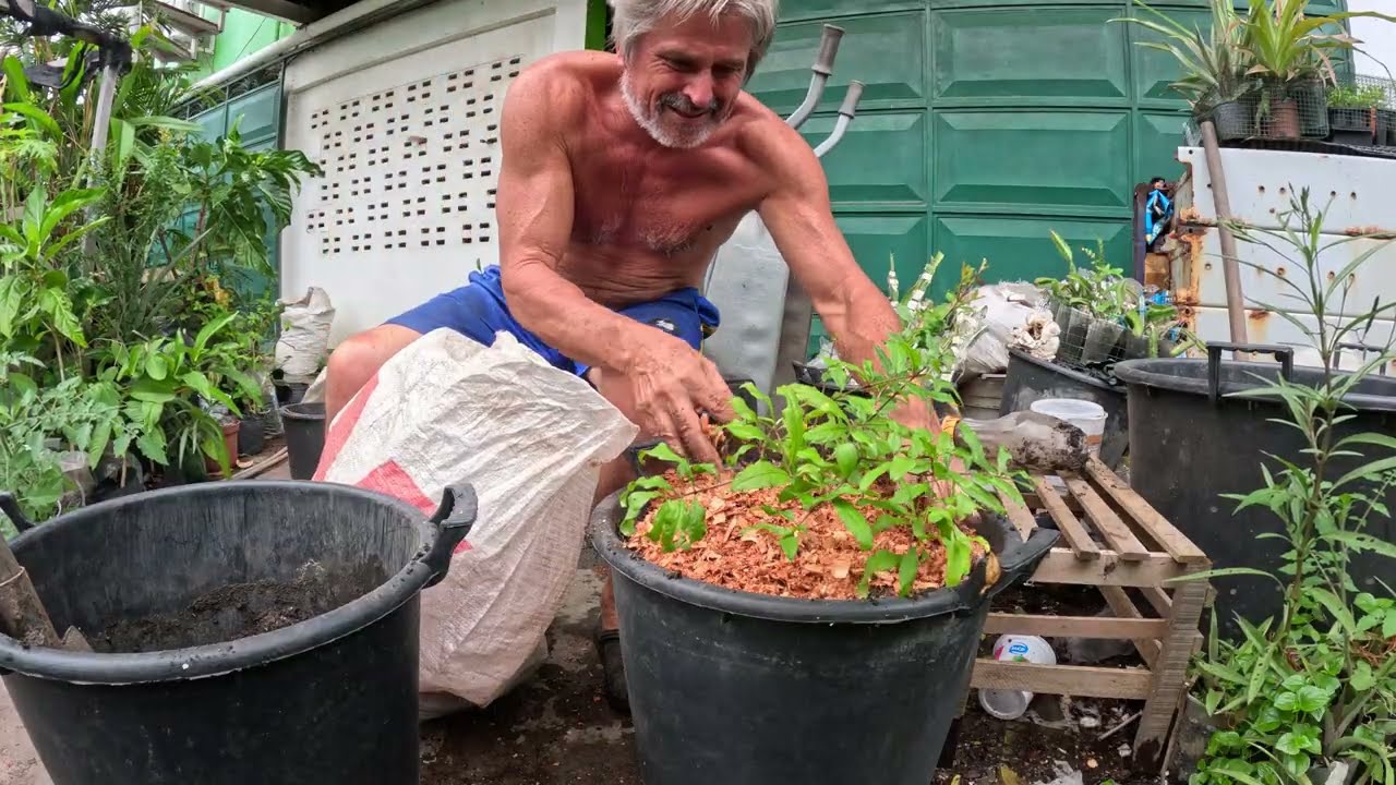 Secret to growing 3 Kg Pomegranates in cool or Hot climates.